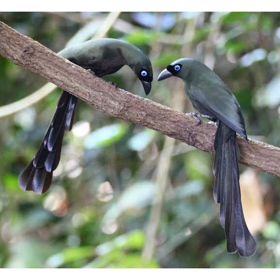 Burung Murai Irian Teod Pilihan Sepasang