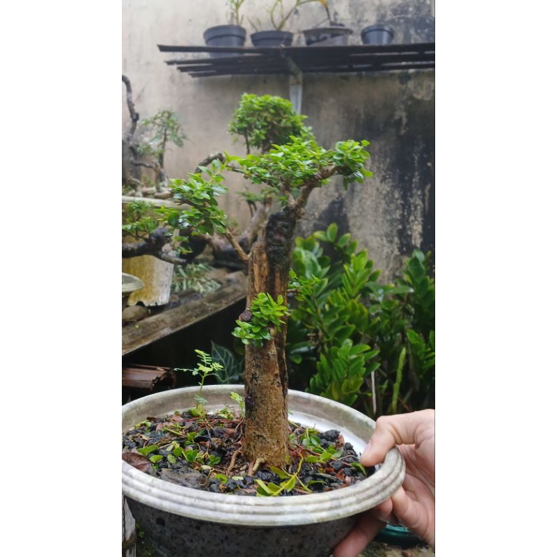 Bonsai sancang small