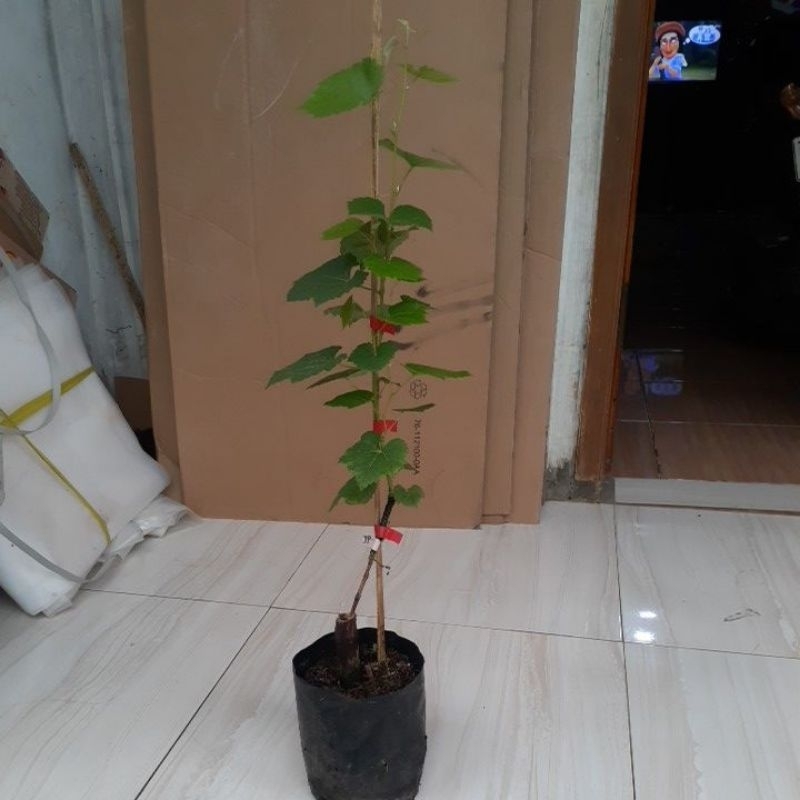 bibit anggur jupiter tinggi 60cm 65cm