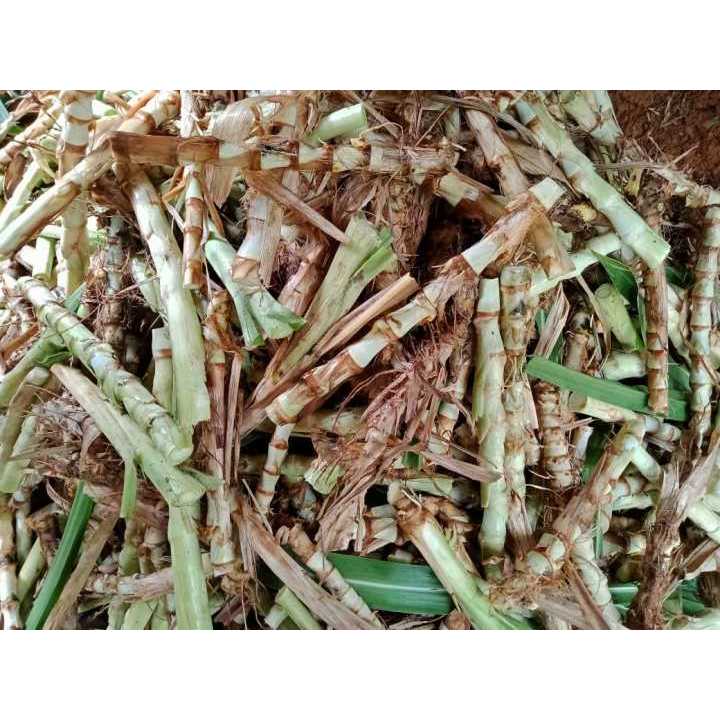 

Promo bibit rumput odot siap tanam 10pcs