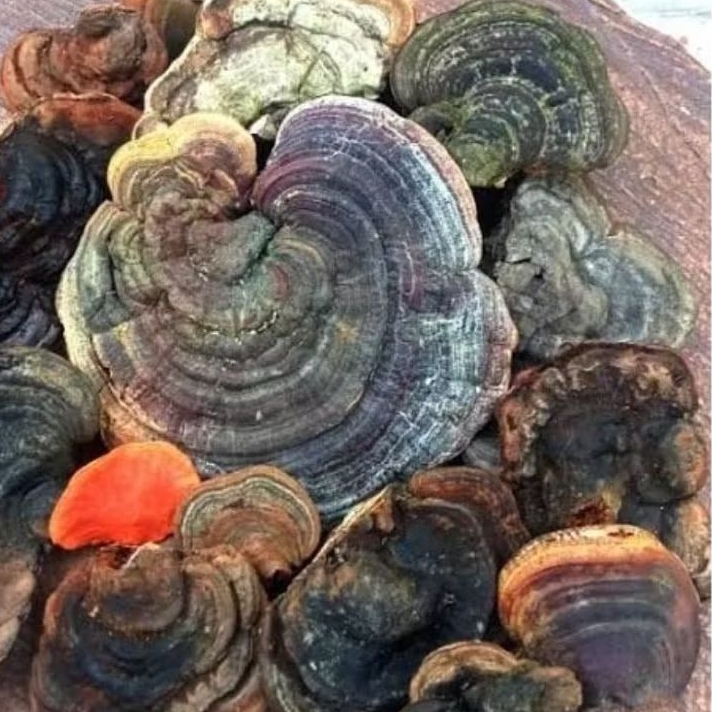 

Jamur kayu Ganoderma segar 500 gram