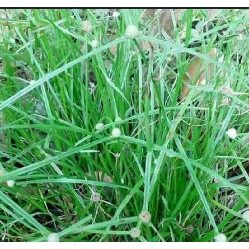 

Daun rumput pendul segar 500 gram organik