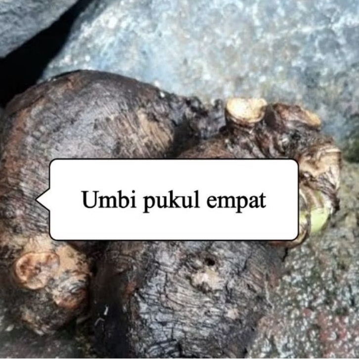 

Umbi bunga pukul empat segar bisa bibit 500 gram