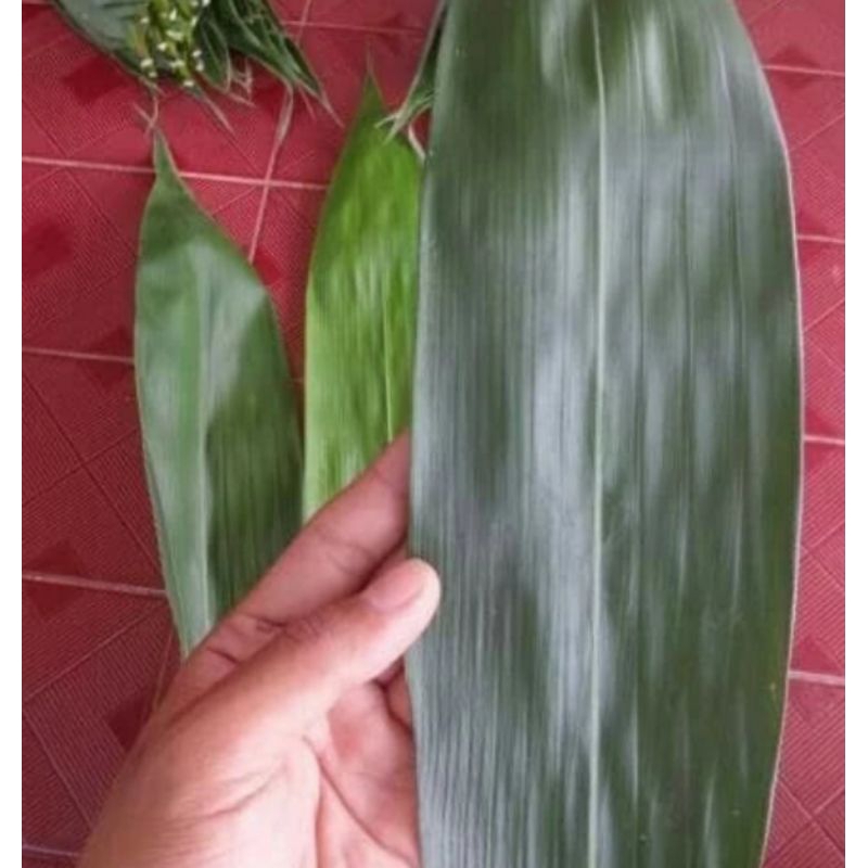 

daun bambu bacang 100 lembar
