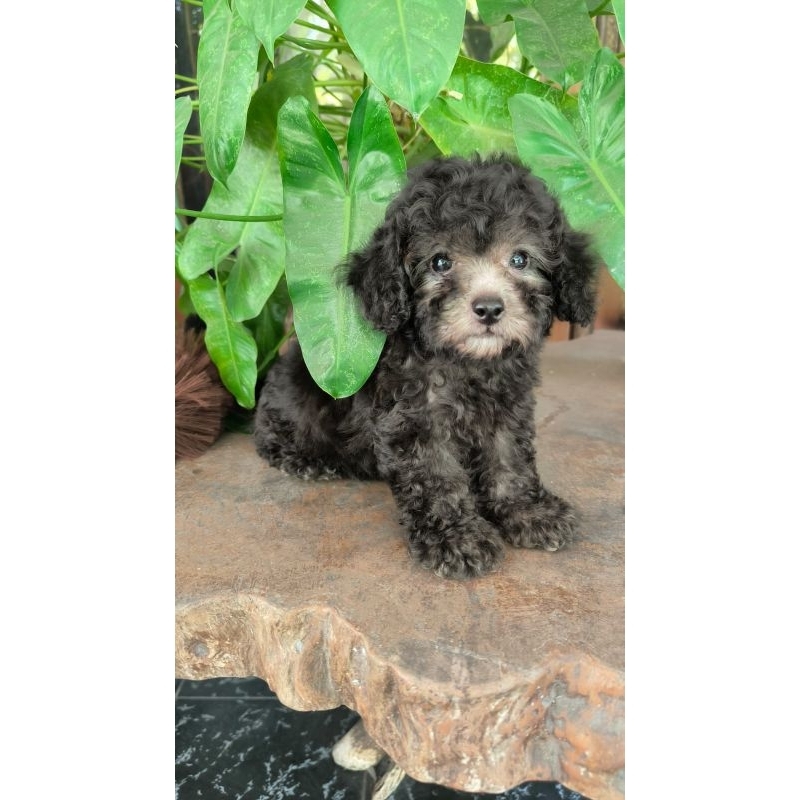 toy poodle silver