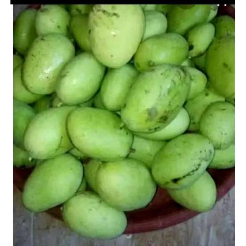 

MANGGA MUDA COCOK BUAT NGERUJAK