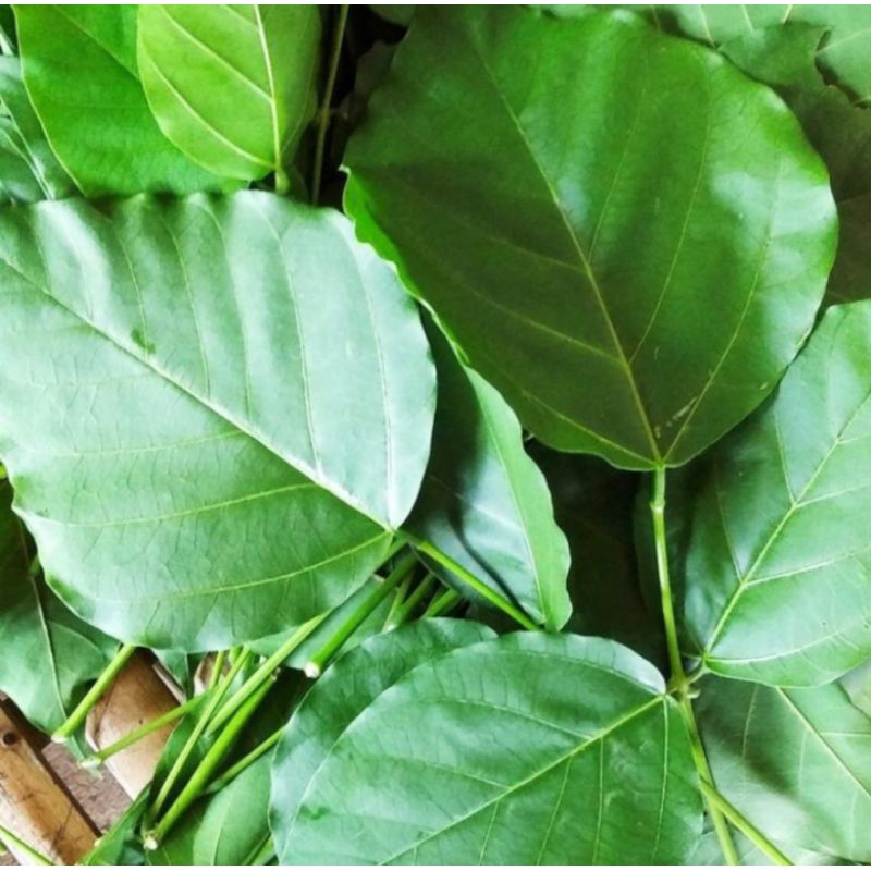 

PROMO DAUN DADAP SEGAR 20 LEUMBAR