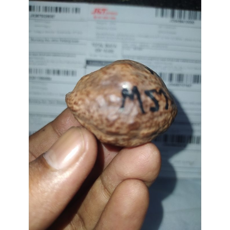 Muncang adu Jalim misteri original pak Atang sagara