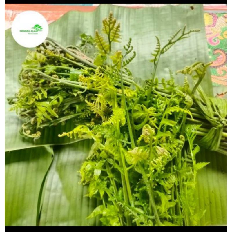 

Pakis Sayur Segar 500gram Murah