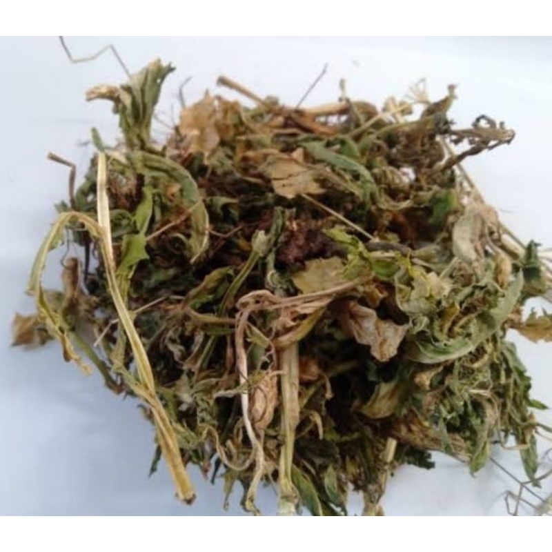 

Daun kitolod kering organik 200 gram-az