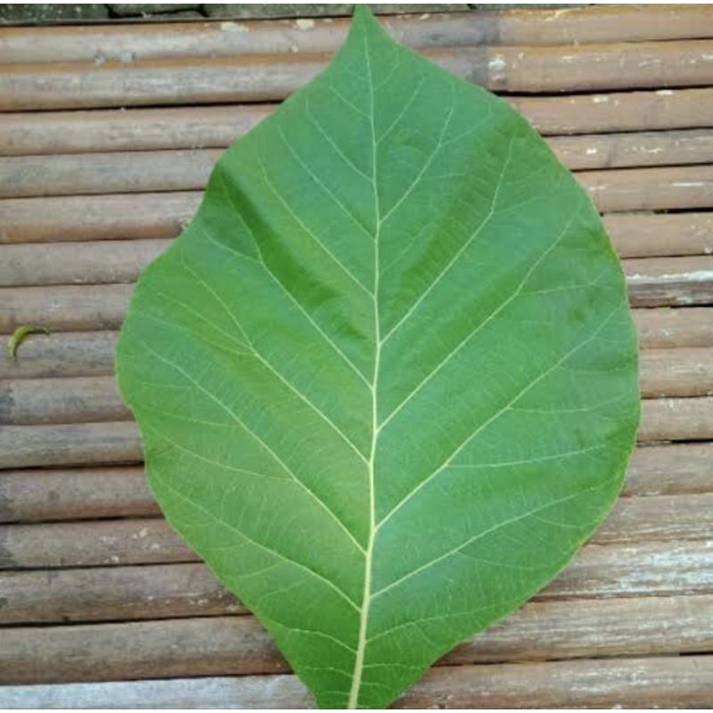 

daun jati lembaran 1kg
