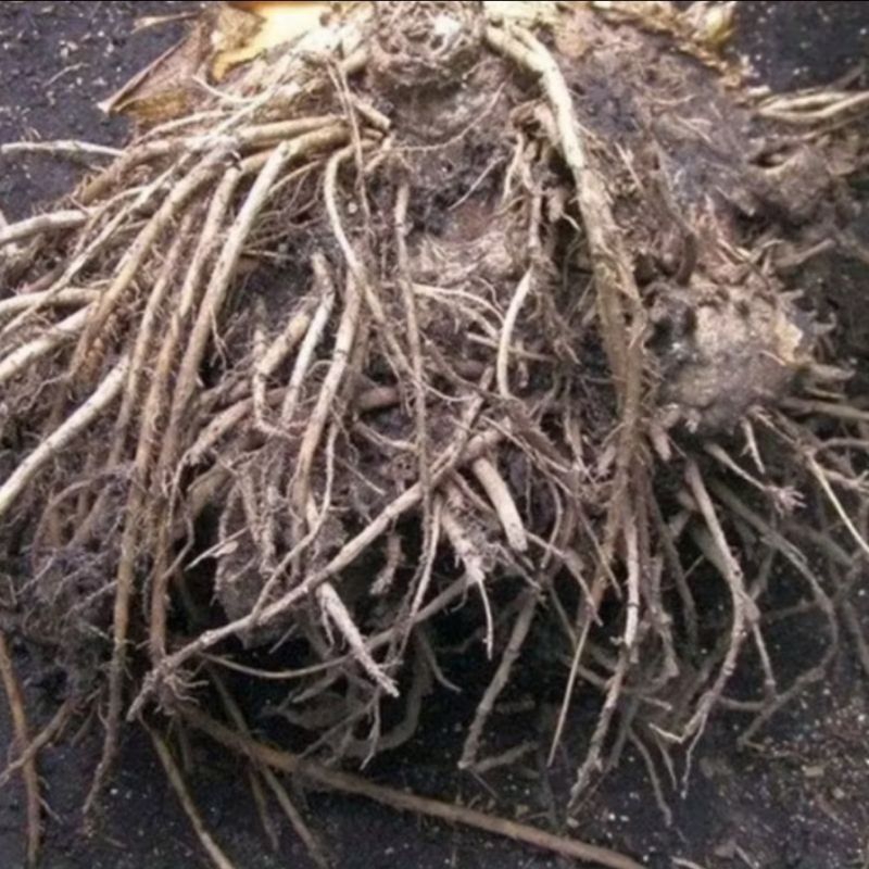 

Akar Pohon Pisang Segar 250 gram