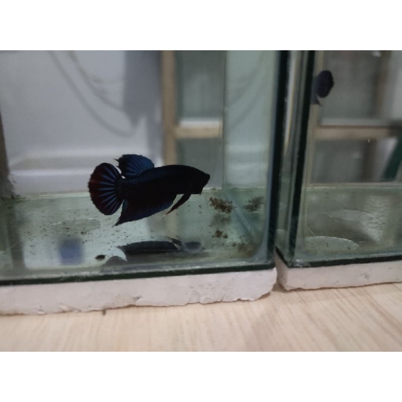 ikan cupang bagan/cupang hias