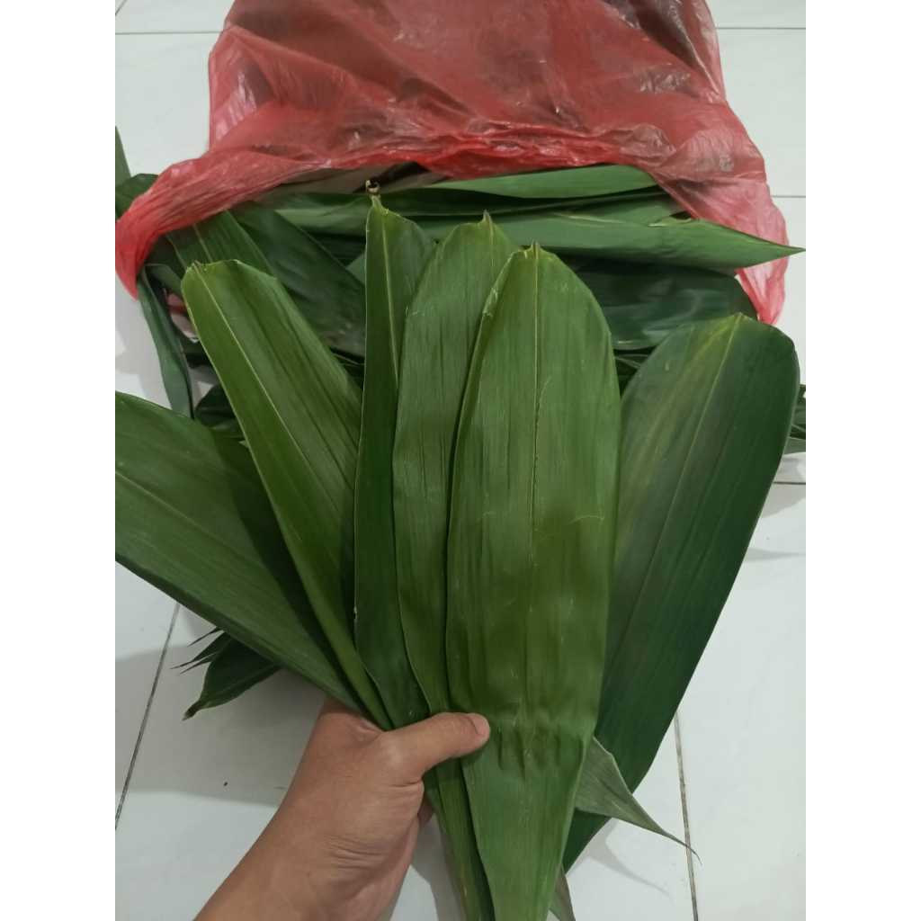 

Daun Bambu Ukuran Lebar Untuk Bungkus Bakcang Siap Pakai Sudah Direbus