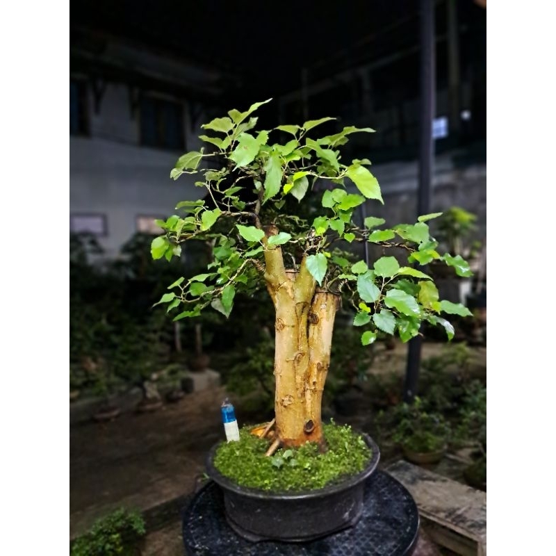 Bonsai Murbei Batang Besar