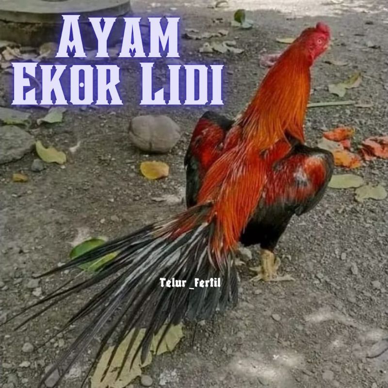 

telur ayam ekor lidi original super ekor mekar ( produk terlaris )