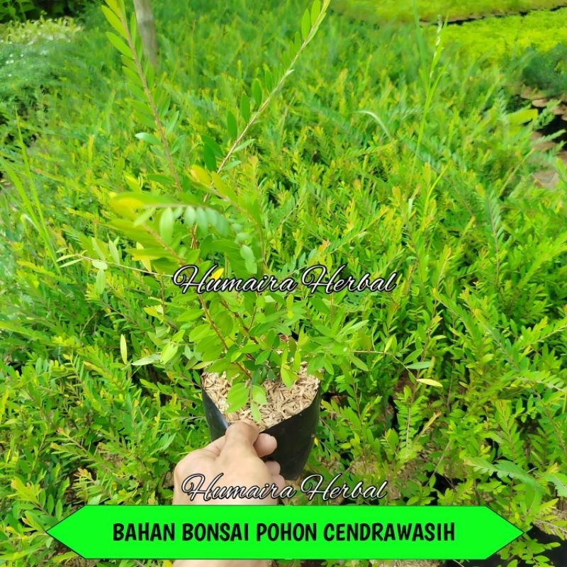 Bahan Bonsai Pohon Cendrawasih Tanaman Hidup Bahan Bonsai Mini