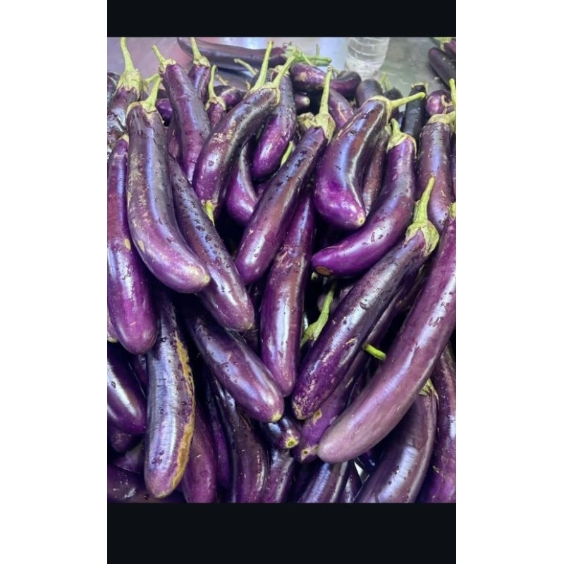 

terong unggu sayur siap komsumsi 2kg