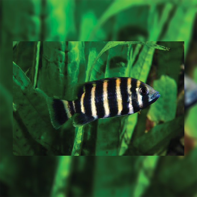 Ikan Hias Cichlid Ninety Nine 99 / Ikan Hias Air Tawar / Malawi Cichlid