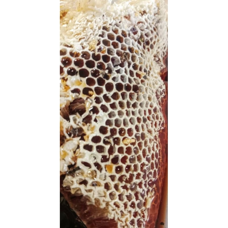 

MADU SARANG SIALANG || LEBAH ALAM LIAR || MULTIFLORA || APIS DORSATA