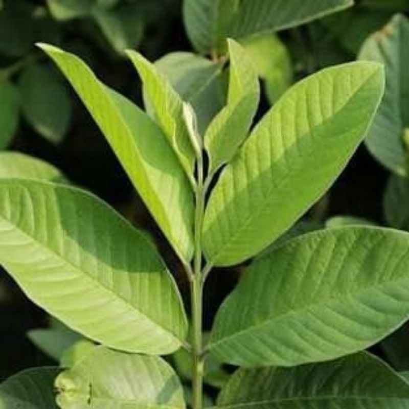 

Daun Jambu/Pucuk Daun Jambu Segar Pres 200grm