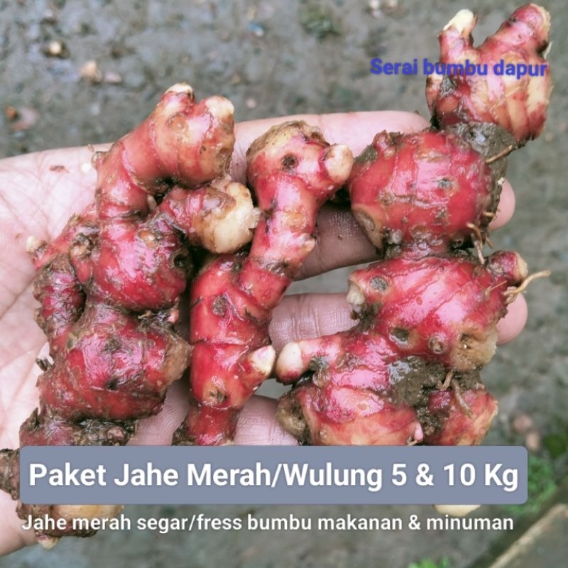 

PAKET JAHE MERAH/JAHE WULUNG SEGAR BUMBU MAKANAN DAN MINUMAN 5 & 10 KG