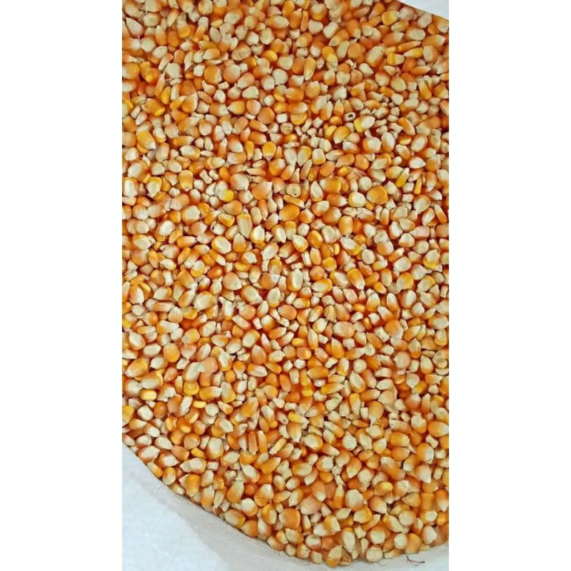 

JAGUNG KERING 1 KG ASLI KHAS NTT Bisa buat Jagung Katemak, Jagung goreng dll