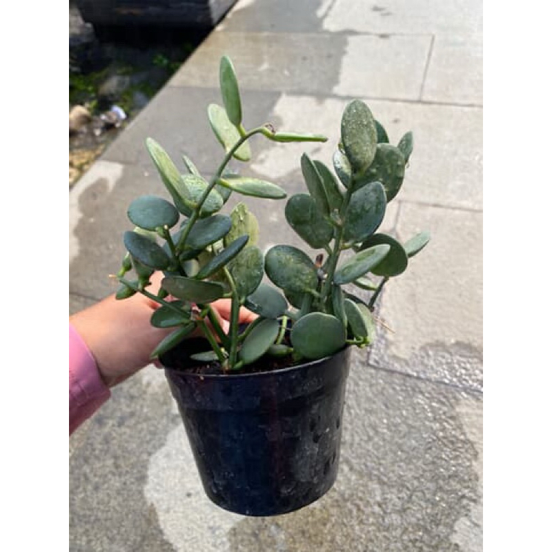 Sukulen kaktus murah - sukulen kaktus murah