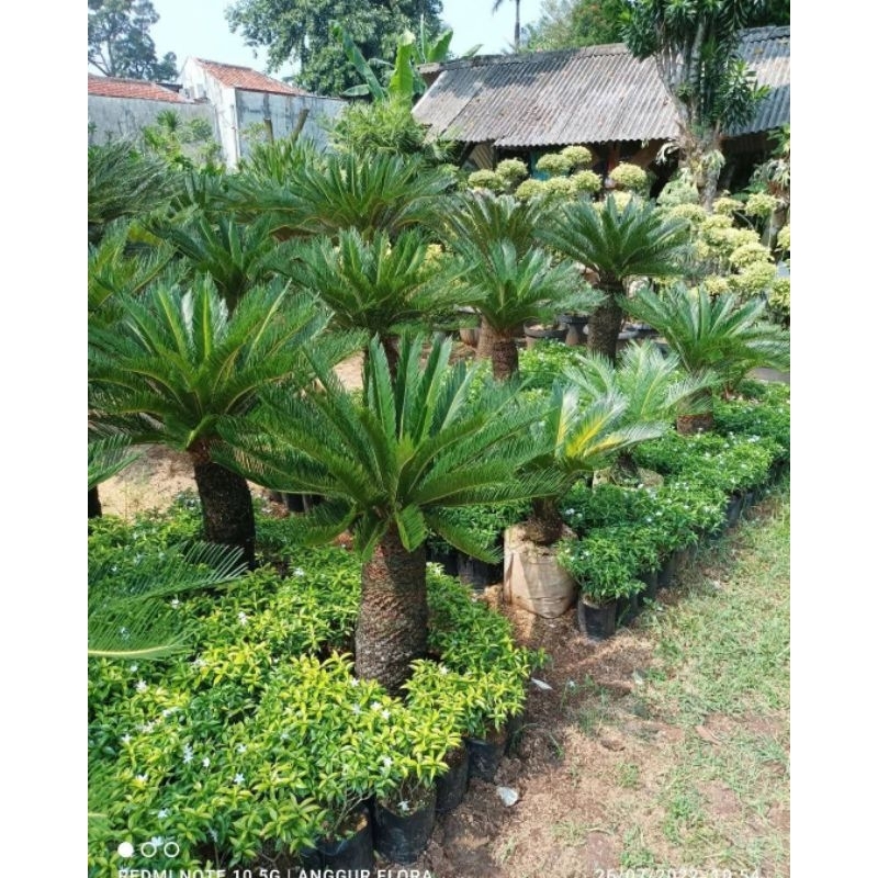 POHON PALEM SIKAS JUMBO