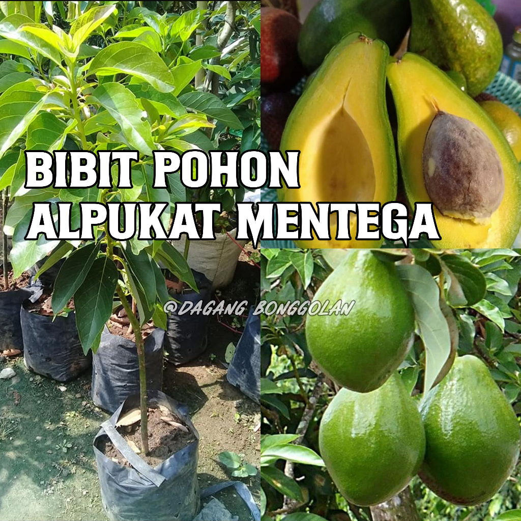 Bibit Pohon Alpukat Mentega