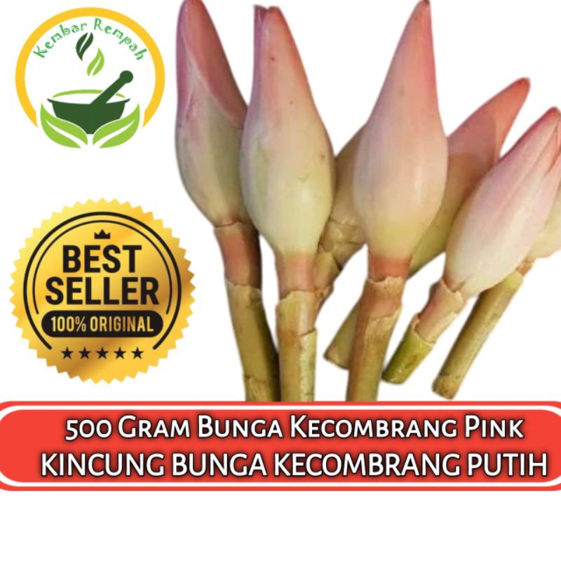 

500 GRAM KINCUNG BUNGA KECOMBRANG PUTIH BUNGA HONJE KECOMBRANG PINK SEGAR