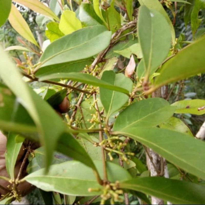 

DAUN HERBAK KEMLADEAN JERUK COCOK BUAT OBAT 1KG