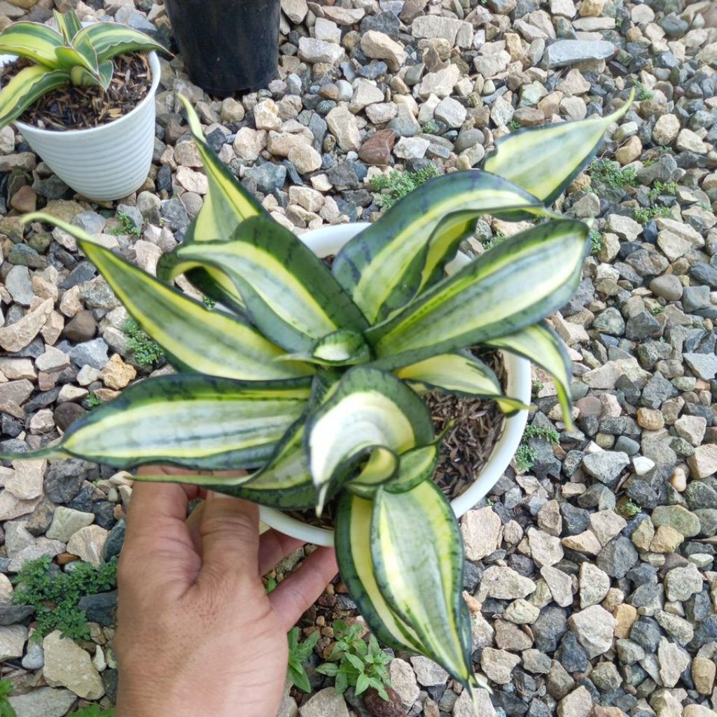 Sansevieria Golden Wendy