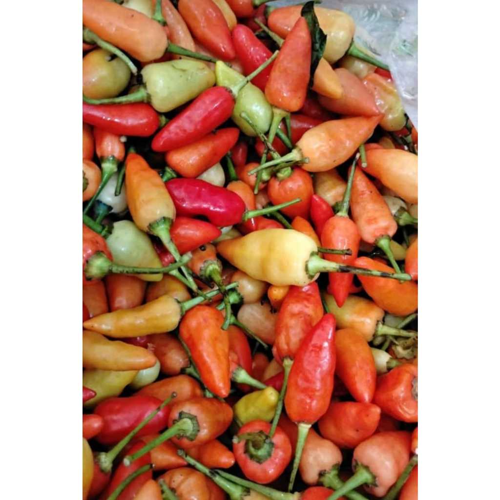 

Cabe Rawit Merah Segar