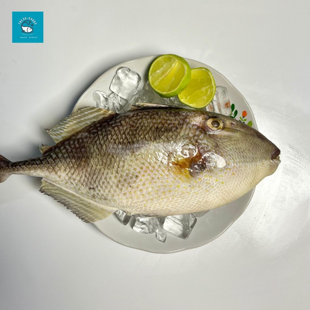 

Ikan Ayam Ayaman / Ikan Etong / Ikan Jebong DIJAMIN SEGAR DAN BERKUALITAS By FreshGoods Jakarta Barat
