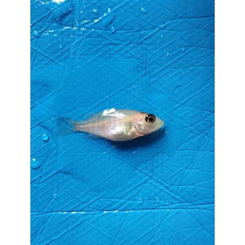 cichlid hybrid Dragon blood x jendral / Db Jendral