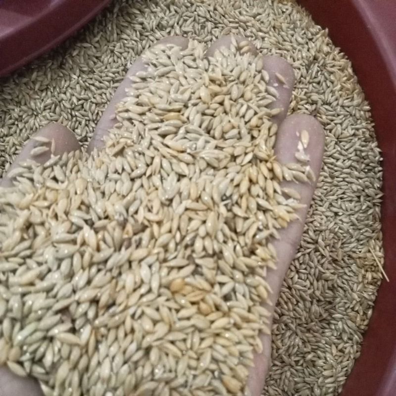 biji canary seed