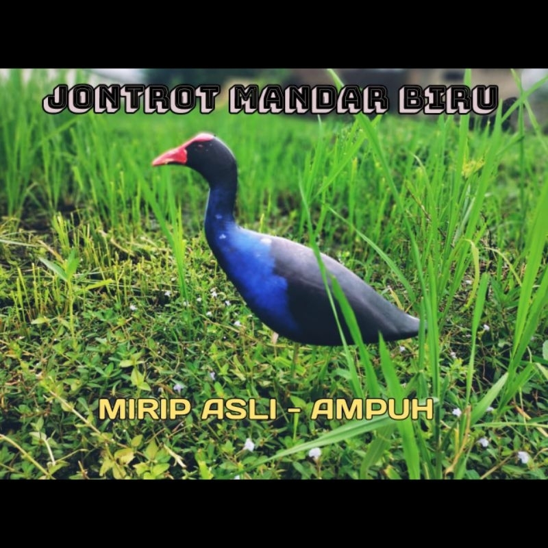 PATUNG JONTROT BURUNG MANDAR BIRU - JONTROT BURUNG MANDAR BIRU
