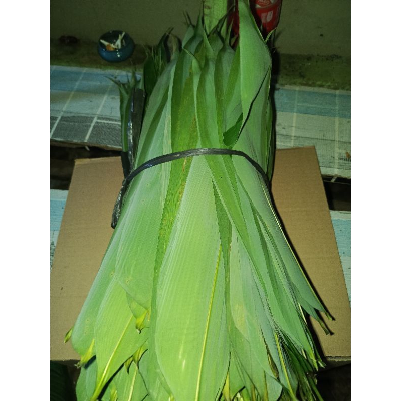 

100 Daun bambu segar fresh buat bungkus bakcang Terlaris