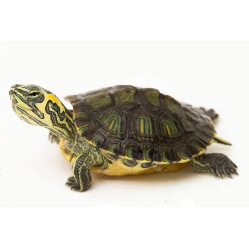 Dekorasi Hiasan Aquarium Kura Kura Yellow Belly (KHUSUS INSTAN)