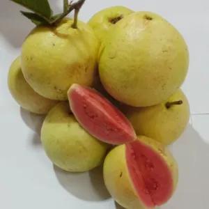 

jambu biji merah