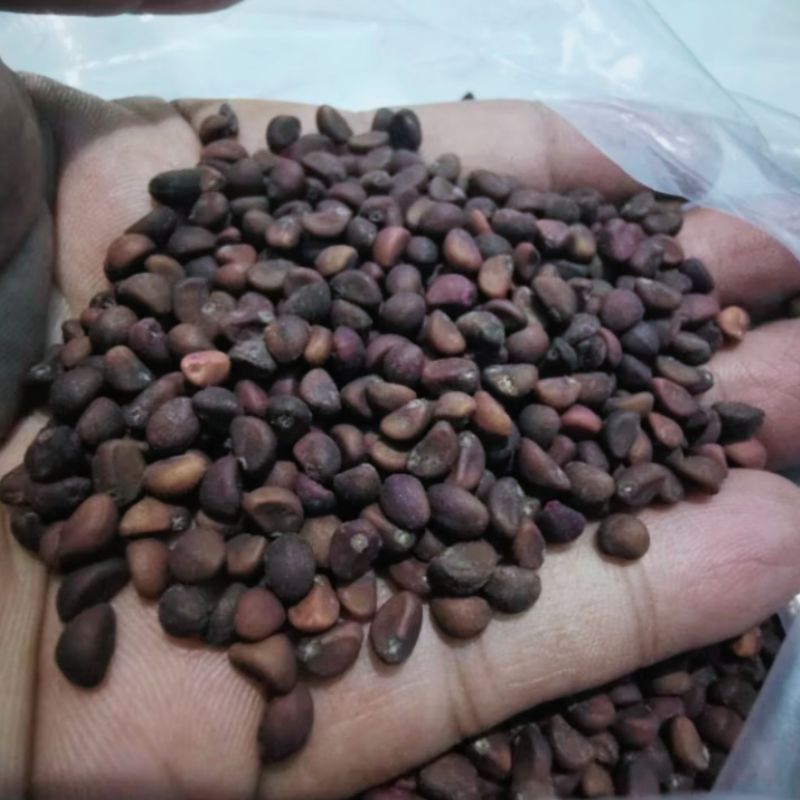 Bibit Kangkung / Benih Kangkung / Biji Kangkung Bisa COD