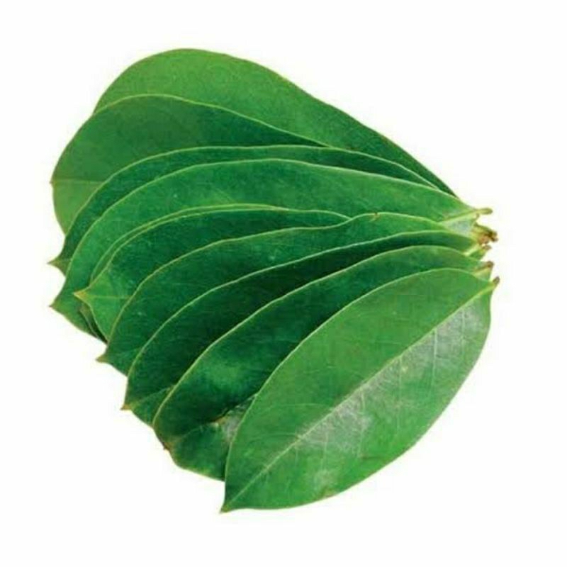 

Daun sirsak herbal alami 50 lebar daun segar petik langsung dari pohon