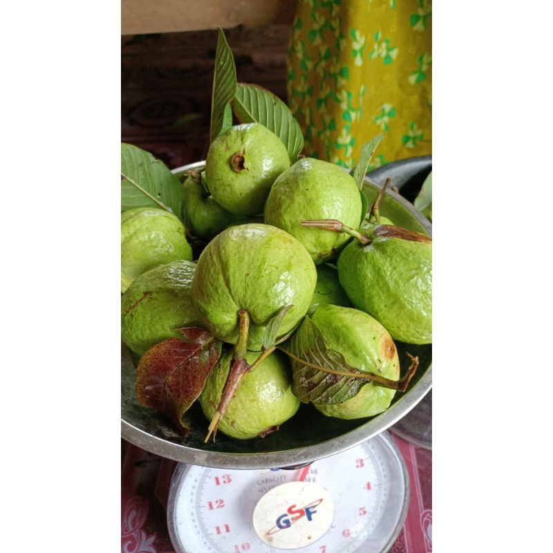 

buah jambu kristal manis purwodadi