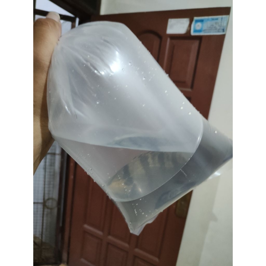 plastik isi Oscar tiger black,Tiger albino, paris, tembaga