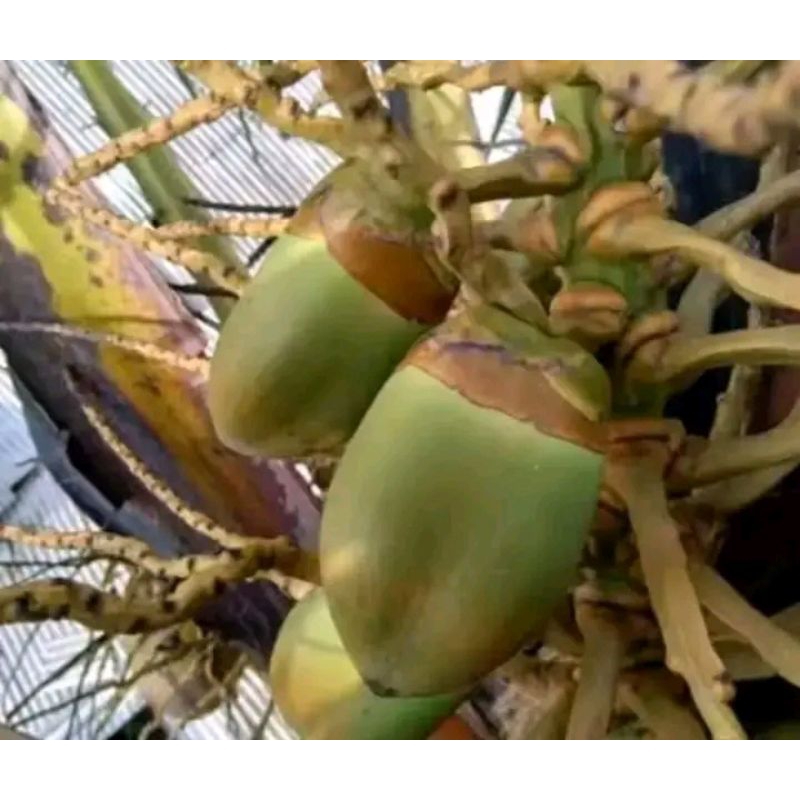 

Biruluk Kelapa / Buruluk Kelapa / Pentil Kelapa