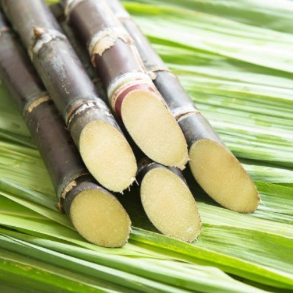 

Tebu hitam asli 5 batang terbaik