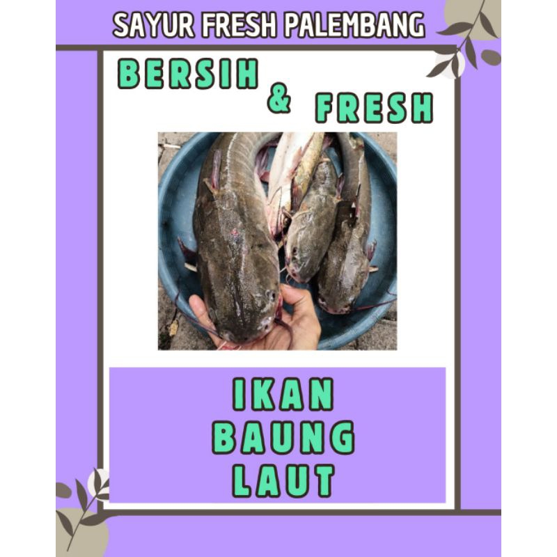 

IKAN BAUNG LAUT BERSIH & FRESH - PALEMBANG