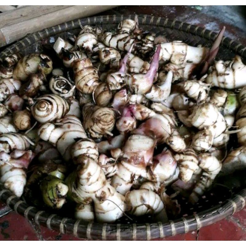 

ubi ngayong/ubi ganyol asli bandung 99%bersih dari tanah 1kg