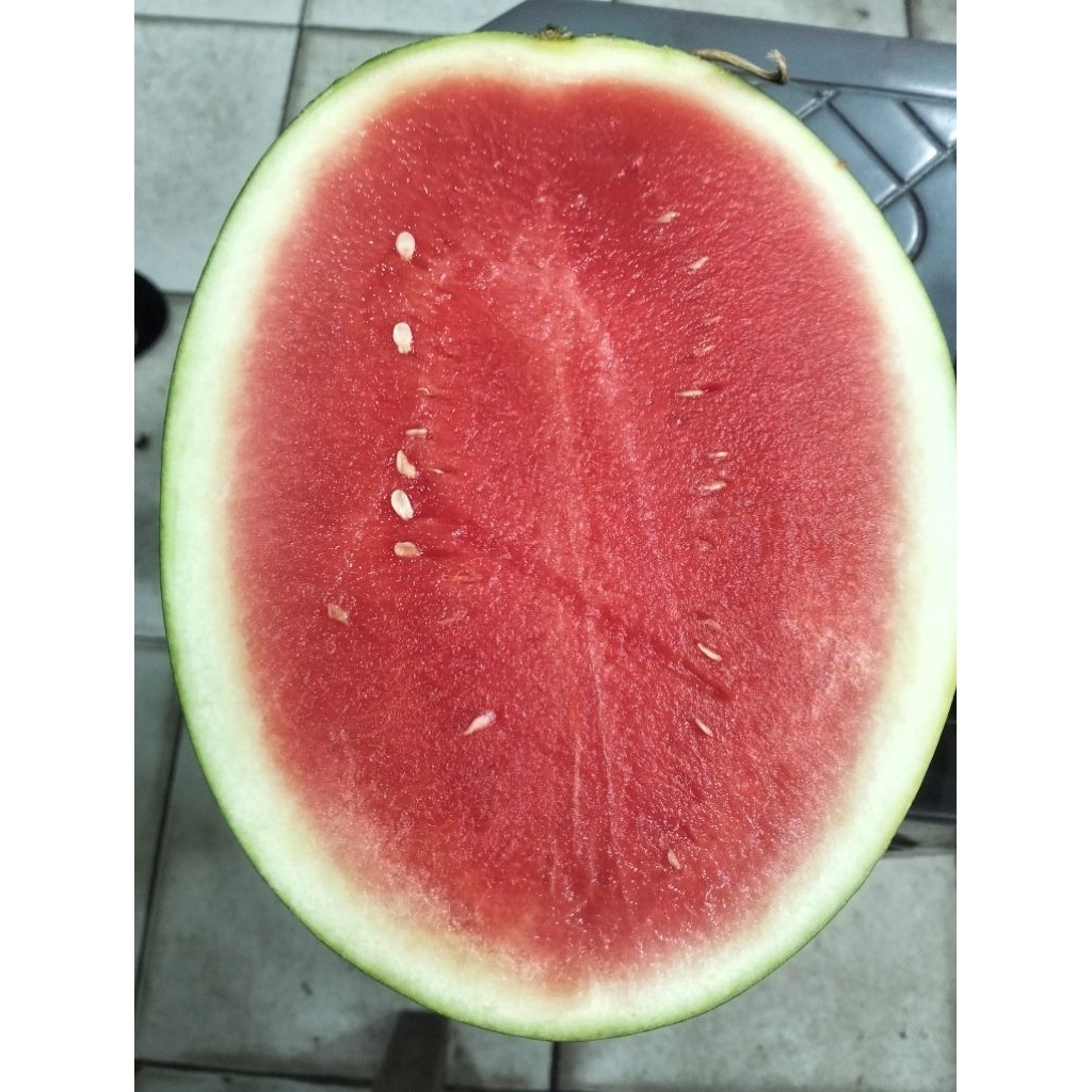 

SEMANGKA MERAH TANPA BIJI JAKARTA TIMUR.HARGA DI ATAS 1 PCS(4-5KG)